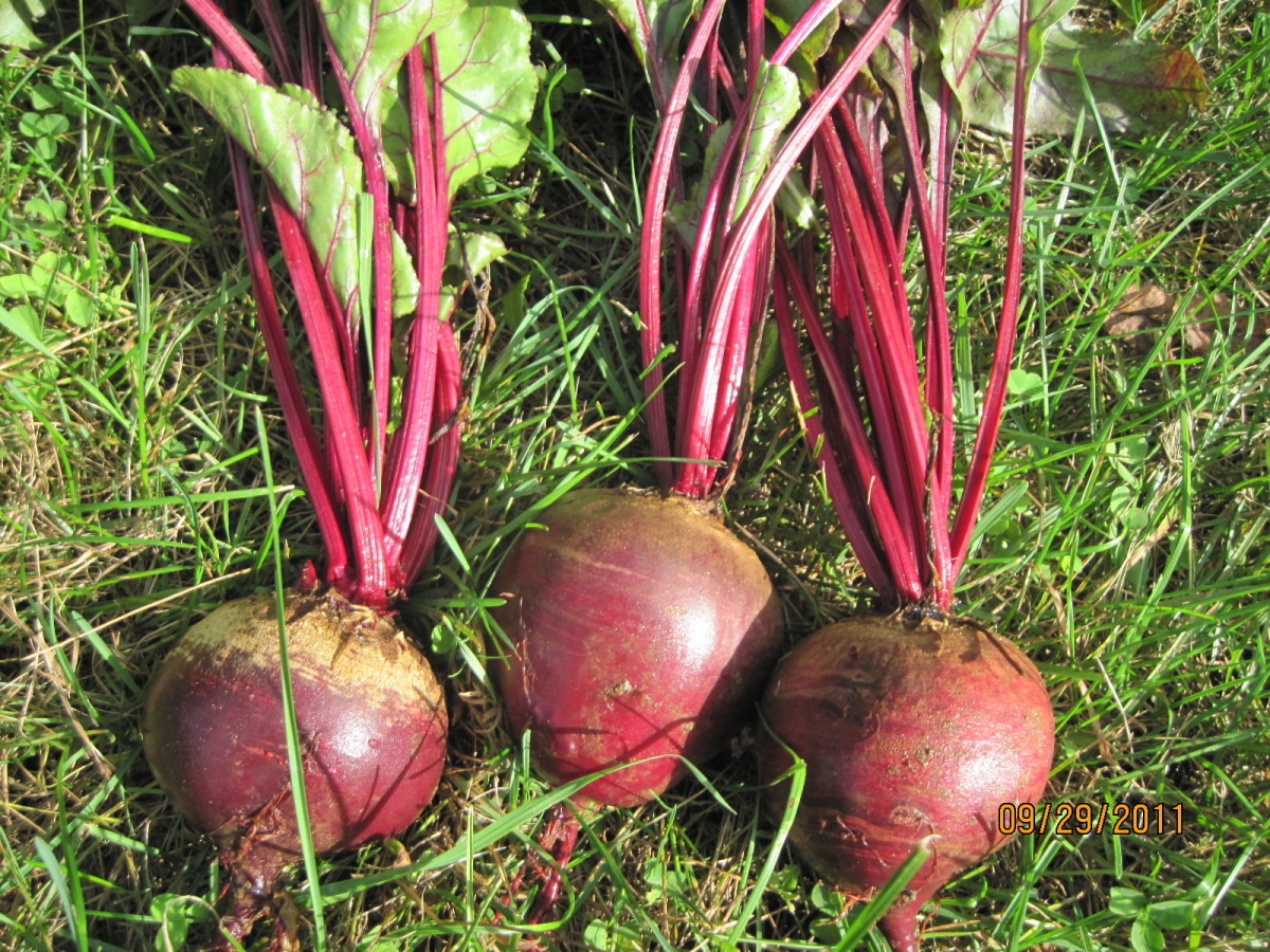 Detroit Dark Red Short Top Beet