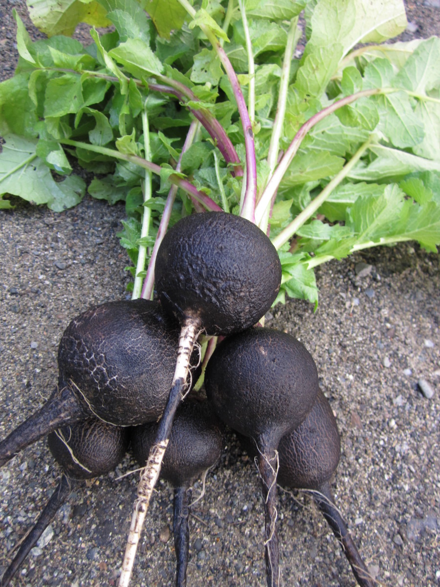 Black Spanish Round Radish