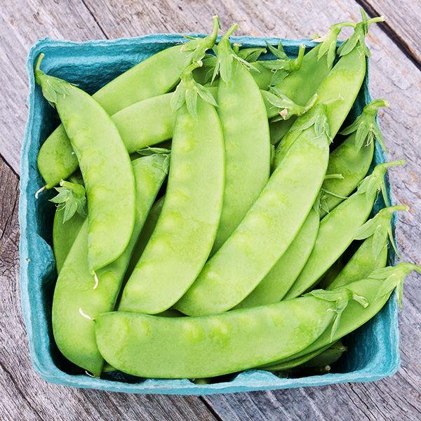 Oregon Sugar Pod 2 Snow Pea