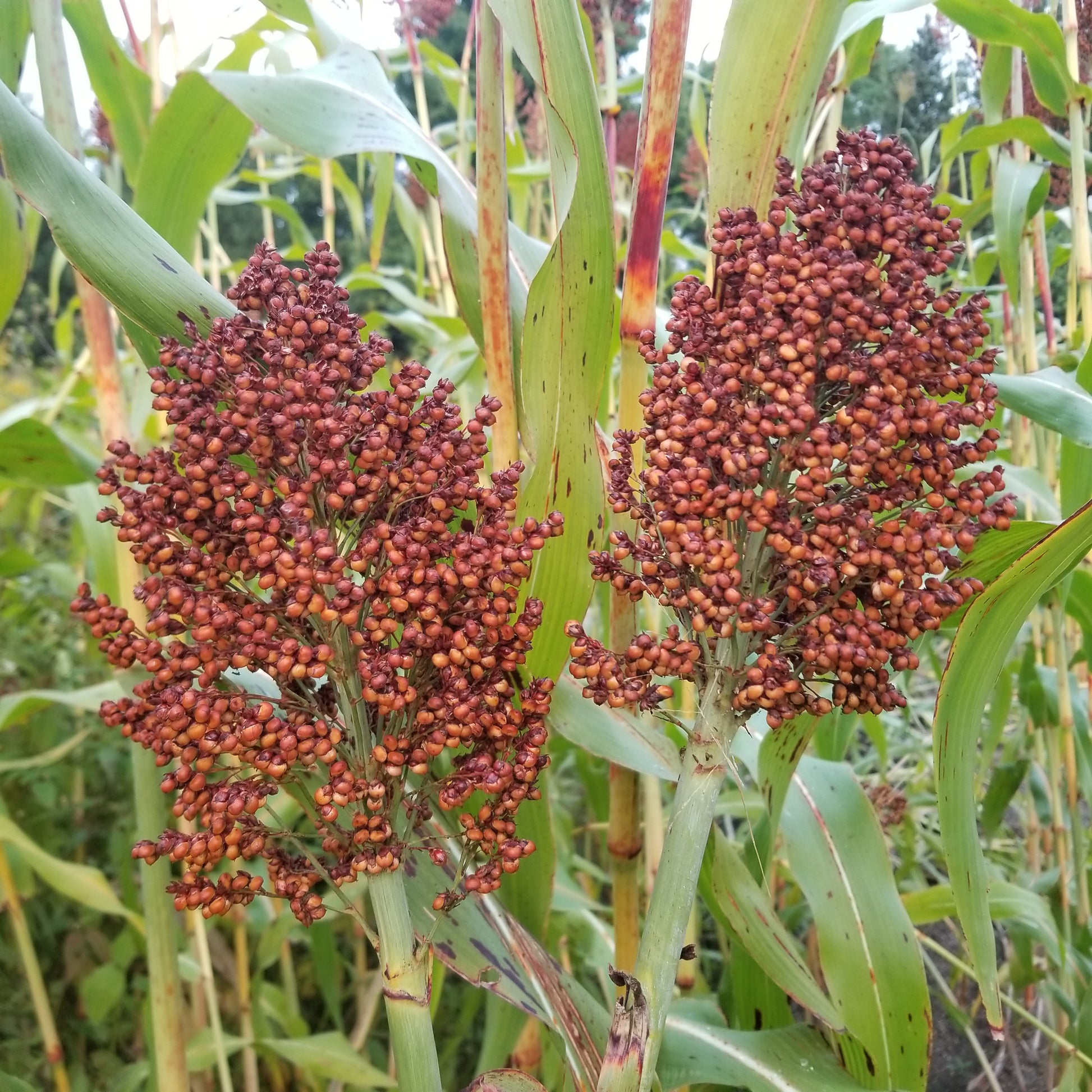 Ba Key Sorghum