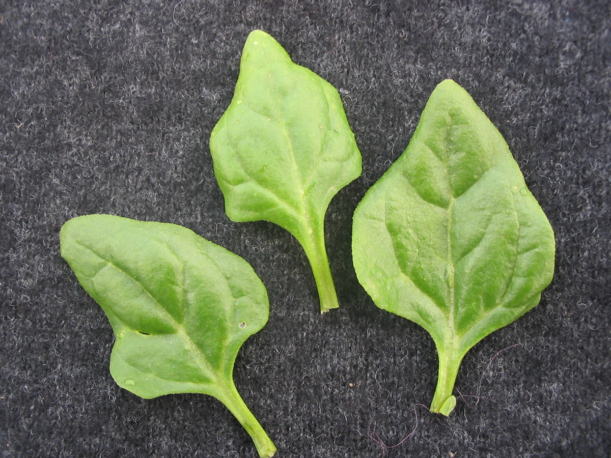New Zealand Spinach Spinach