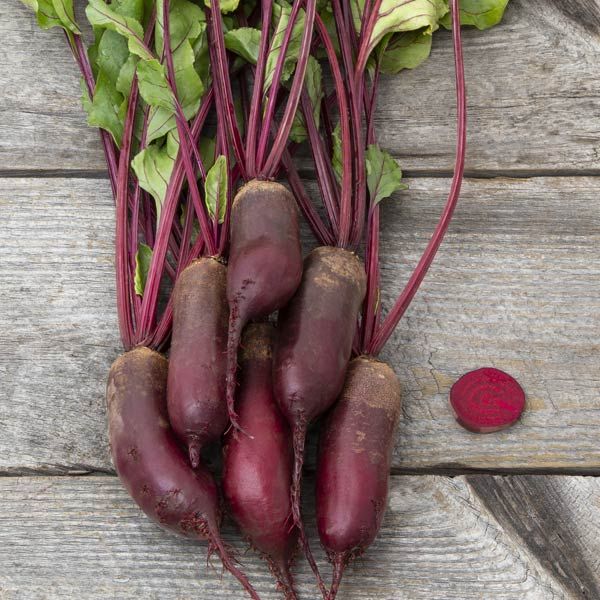 Formonova Beet