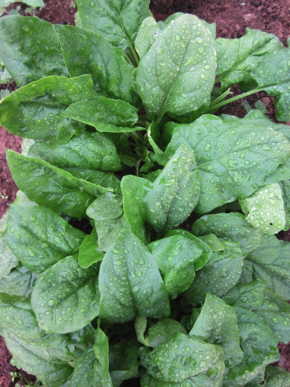 Giant Winter Winter Squash
