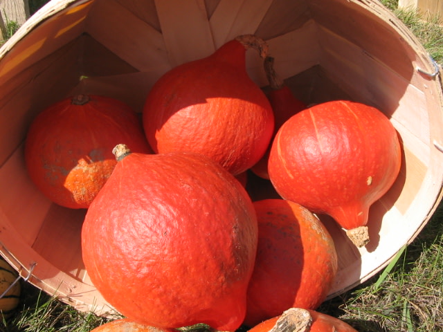 Red Kuri Winter Squash