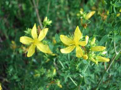 Topas St. John's Wart