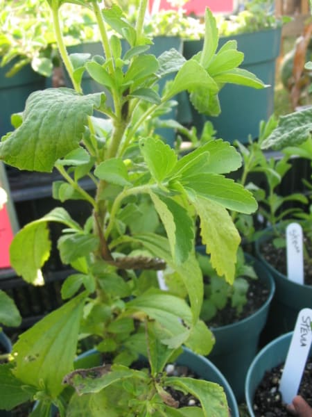 Stevia Stevia