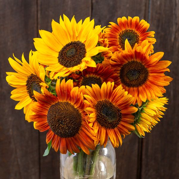 Autumn Beauty Blend Sunflower