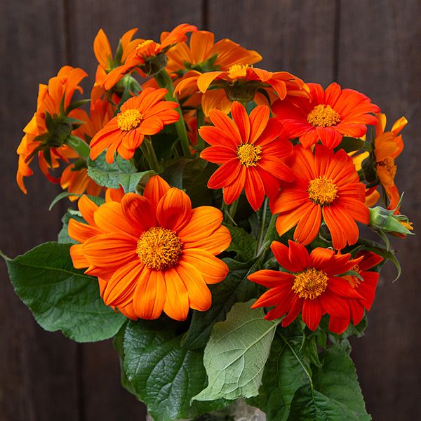 Mexican Sunflower