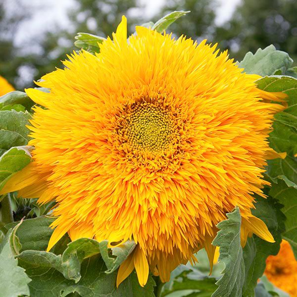 Goldie Double Sunflower