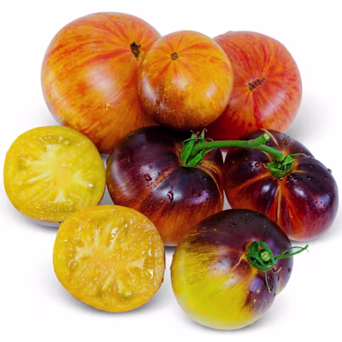 Alice's Dream Tomato