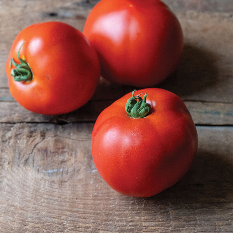 New Girl F1 Organic Tomato