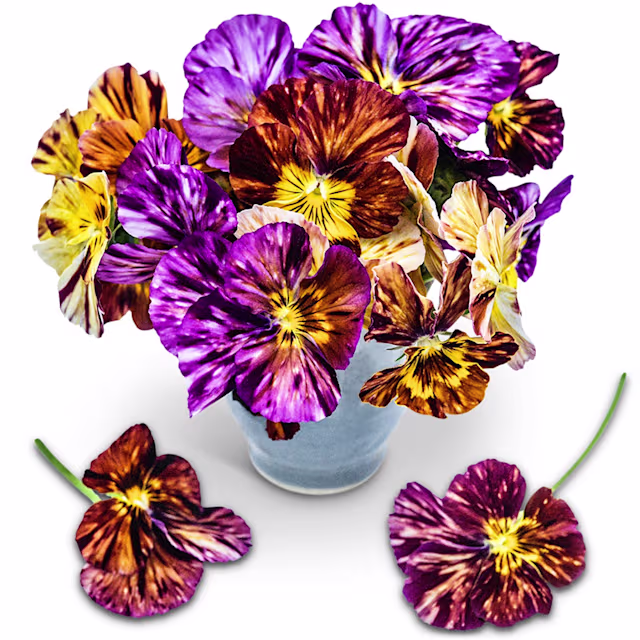 Pansy Brush Strokes Viola