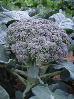 Solstice Broccoli