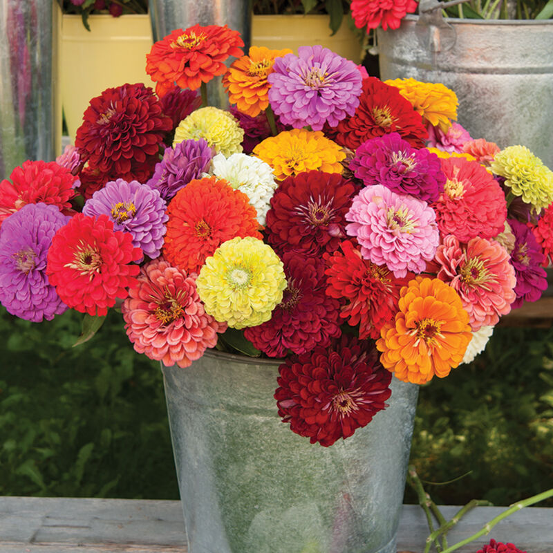 Benary's Giant Mix Zinnia