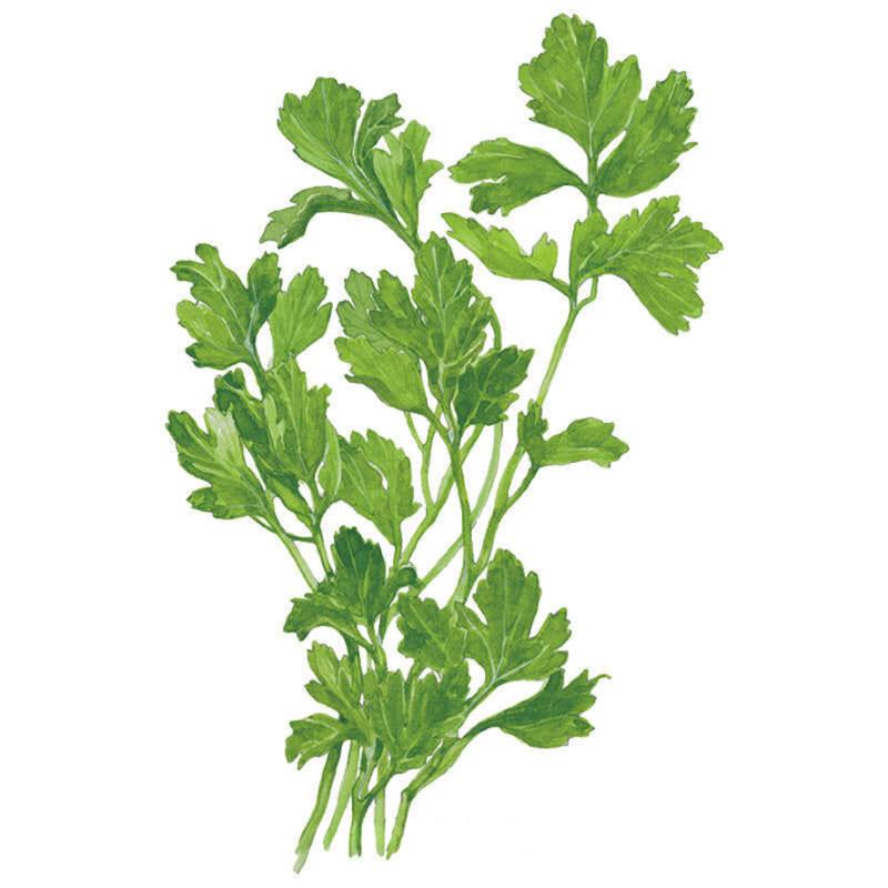 Italian Giant Parsley