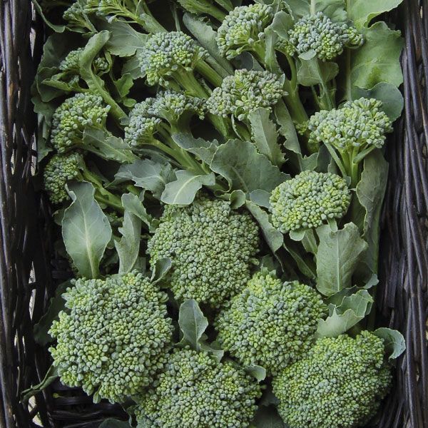 Diko Broccoli