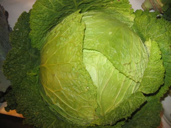 Des Vertus Savoy Cabbage