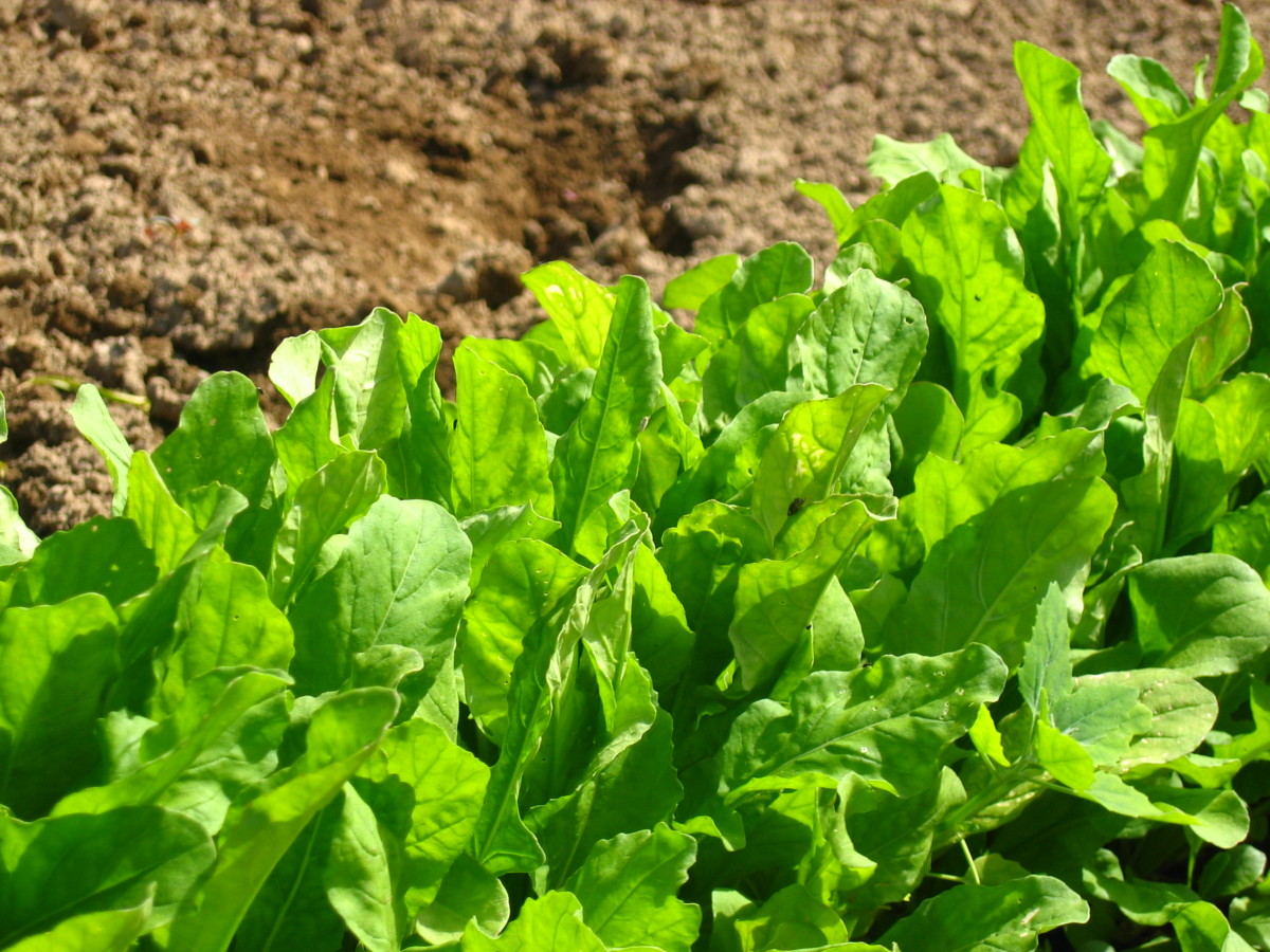 Arugula Arugula