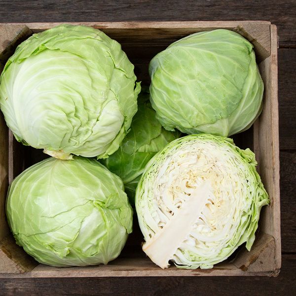 Golden Acre Cabbage