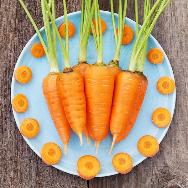 Red Cord Chantennay Carrot