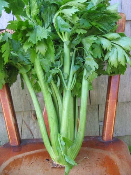 Tango Celery
